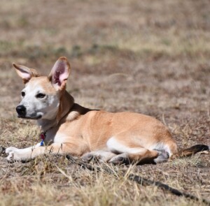 Mile High Raw's Client Photos - Mixed Breed - Rulon Jones - Rescue Dog - Colorado Top Dog