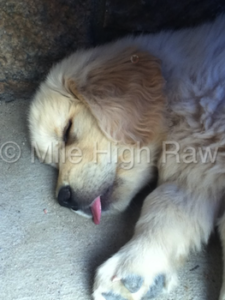 Feeding Guidelines - Golden Retriever Puppy - Raw Dog Food - How Much Raw Dog Food Do I Feed? - Raw Diet Approximate Calculations - Golden Retriever Puppy