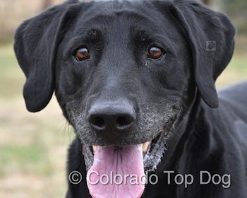 Denver Dog Food - Raw Dog Food Distributor in Denver - Mile High Raw - Highly Digestible Raw Dog Food