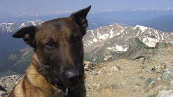Mile High Raw - Colorado Top Dog - The Best Frozen Raw Dog Food - Quality Raw Dog Food - Colorado Raw Dog Food