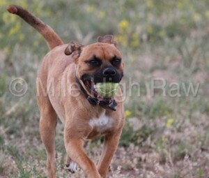 Dog Retrieve - Playing Fetch With Your Dog - How to Teach a Dog to Retrieve Reliably