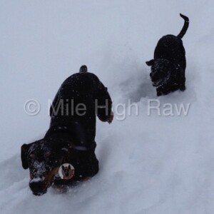 Winter Dogs - Happy Dogs Excitedly Running Through Deep Snow - Raw Dog Food Energy