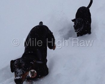 Winter Dogs - Happy Dogs Excitedly Running Through Deep Snow - Raw Dog Food Energy