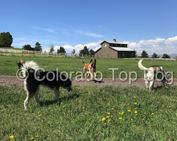 Raw Dog Food in the Summer - Colorado Raw Dog Food - Raw Dog Food Delivery in Boulder and Denver - Colorado Dog Training - Denver Dog Training - Species Appropriate Diets - Mile High Raw - Catherine Brunetti - Michael Brunetti