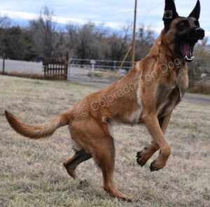Back the Blue K9 Force  - Colorado Top Dogs