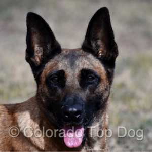 Colorado Top Dogs - Our Working Dogs are Family - The Colorado Top Dogs at Mile High Raw - All Natural Dog Diets - Our Working Dogs are Family - Colorado Top Dogs - Colorado Top Dog - Mile High Raw - Colorado Raw Dog Food - Denver Raw Dog Food - Raw Dog Food - Belgian Malinois Calypso - Top Dogs of Colorado