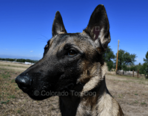 Colorado Top Dogs - Raw Dog Food Consumers