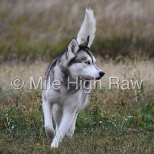 Raw Pet Food Supplier - Raw Dog Food Recipes - Mile High Raw - Colorado Top Dog