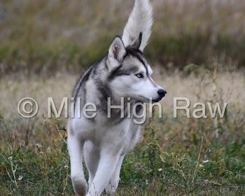 Colorado Raw Dog Food - Raw Pet Food Supplier - Raw Dog Food Recipes