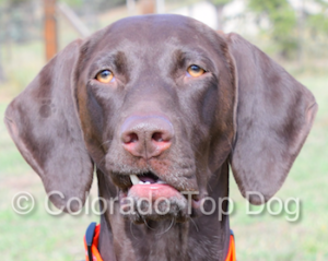 Mile High Raw - Colorado Raw Dog Food - Species Appropriate Diets - Bulk Raw Dog Food Purchases - Denver Raw Dog Food - Tefco Performance Dog - Albright's Raw Dog Food - Frozen Raw Dog Food - Colorado Dogs Love Eating Our Frozen Raw Dog Food