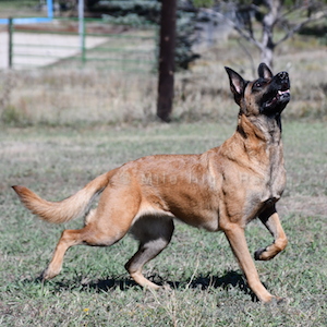 Belgian Malinois Calypso