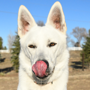 Transition to Raw Food - Transition to Raw Dog Food - Changing Your Dog's Diet - Blanc Suisse Shepherd