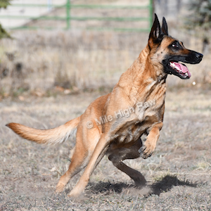 High-Pressure Pasteurization - Raw Dog Food and High Pressure Pasteurization (HPP) - Belgian Malinois Calypso