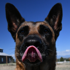 Belgian Malinois