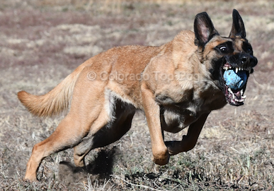 Happy Birthday, Calypso - Denver Dog Training's Most Exceptional Dog