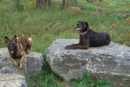 Denver Colorado Raw Dog Food - Denver Dog Training - Jasmine and Max - Belgian Malinois and Weimariner x Treeing Coonhound